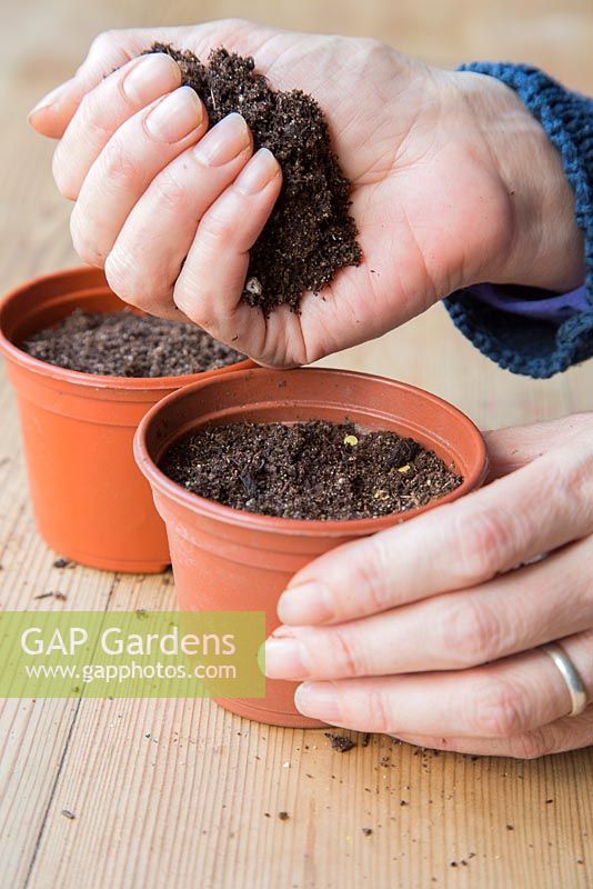 Covering seeds with compost