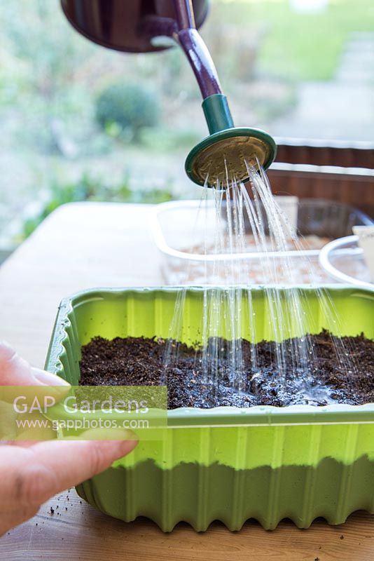 Watering Baby Leaf Salad seeds