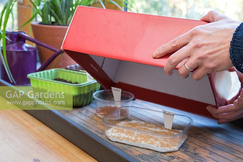 Placing box over seeds to prevent them turning green, or sprouting too soon. 