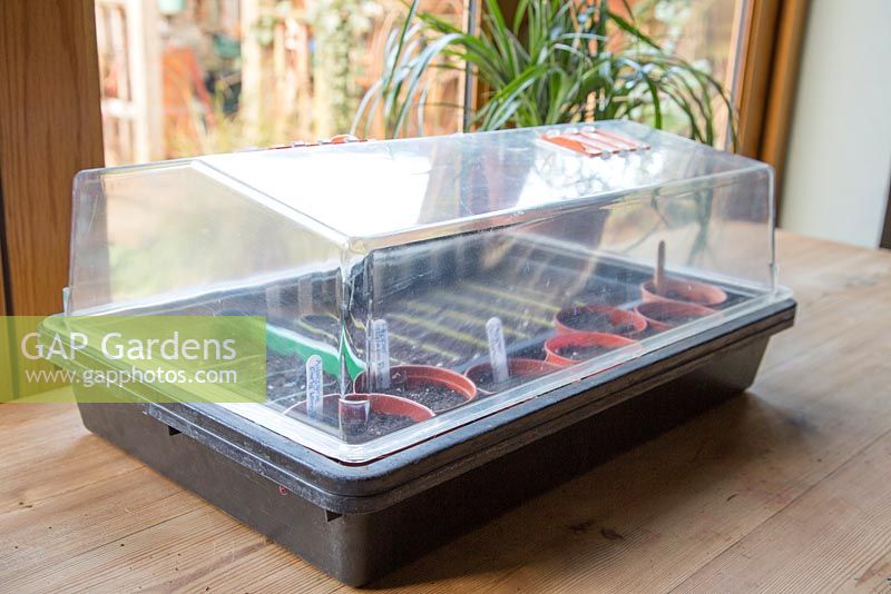 Placing freshly planted seeds in heated propagator