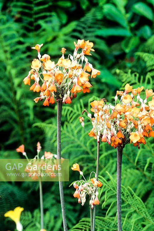 Primula florindae - orange form in Bishop Rudds walk - Aberglasney Gardens, Carmarthenshire, South Wales. July