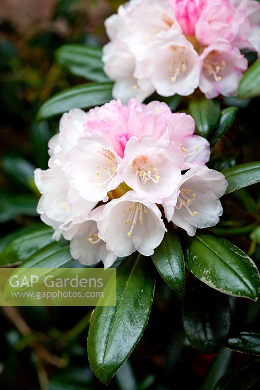 Rhododendron yakushimanum 'Koichiro Wada' AGM