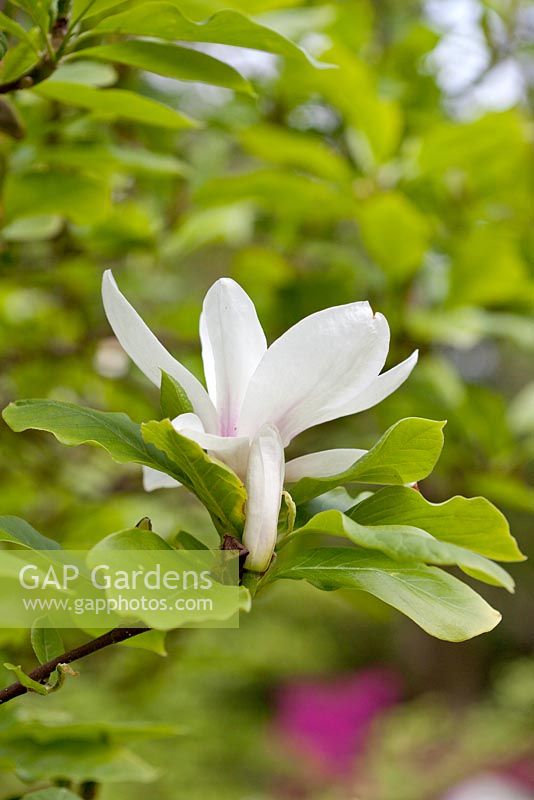Magnolia x soulangiana 'Alba'
