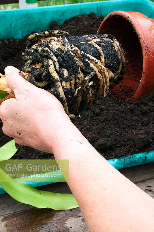 Potting a Clivea miniata sequence - Remove from old pot