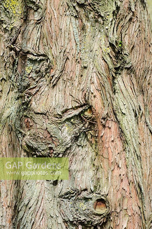 Bark of Metasequoia glyptostroboides - Dawn Redwood Tree