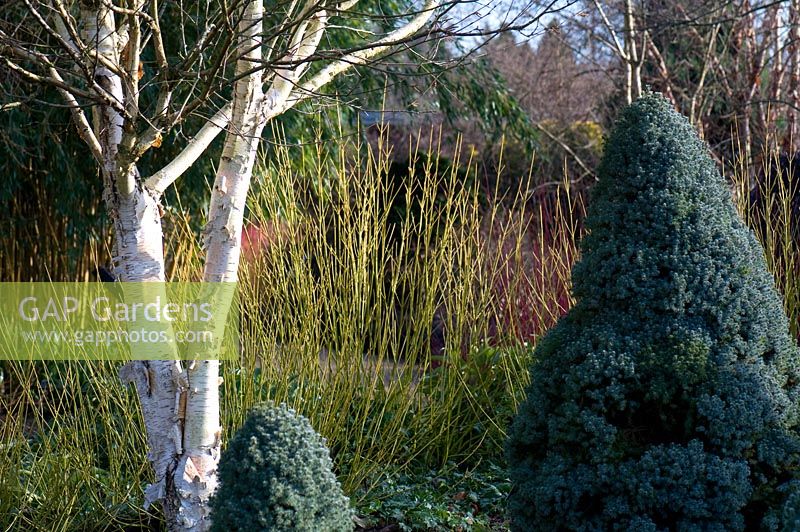 Winter border containing Betula utilis, Picea glauca 'Alberta Blue' and Cornus stolonifera 'Flaviramea'. Sir Harold Hillier Gardens, Hampshire. 