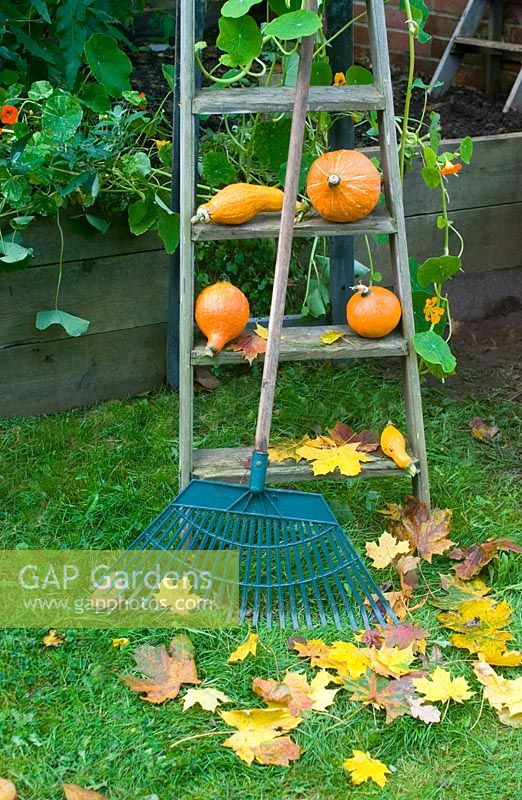 Squash potimarron on vintage wooden steps with autumn leaves and rake