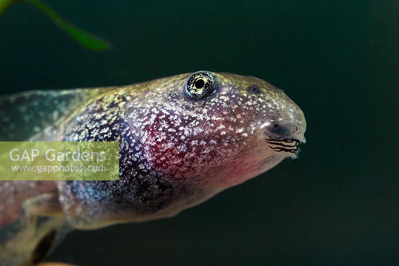 Rana temporaria - Common frog tadpole 