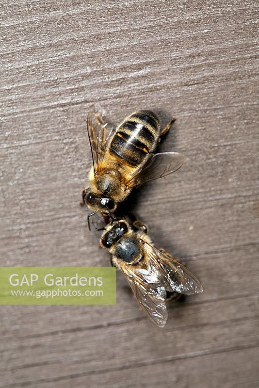 Honey bee workers exchanging food - known as trophallaxis (Apis mellifera)