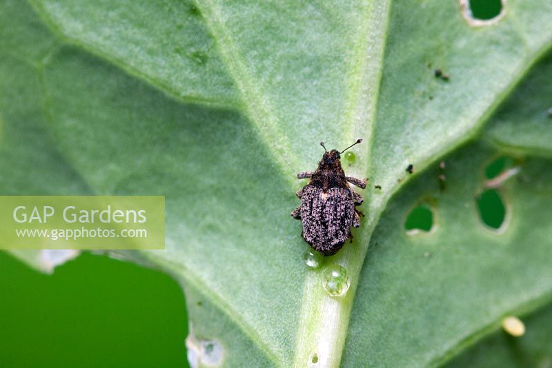 Cabbage Stem Weevil on stem of brussels sprout (Ceutorhynchus pallidactylus)