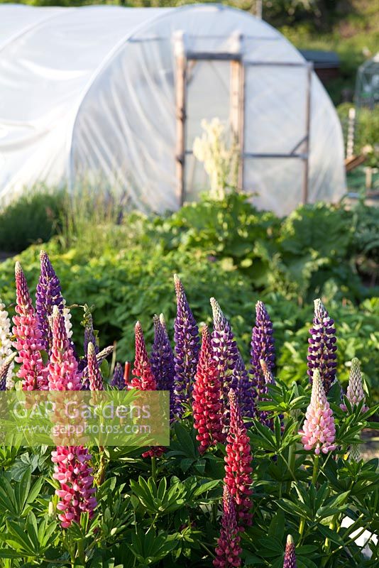 Lupin flowers on allotment with polytunnel