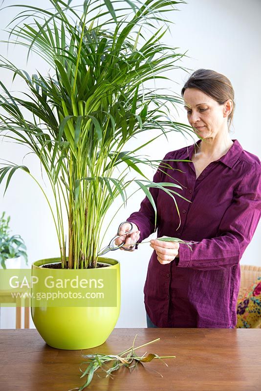 Woman removing dead leaves from Areca Lutescens - Butterfly Palm