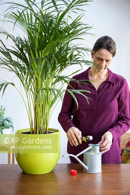 Woman adding plant feed to watering can. Areca Lutescens - Butterfly Palm