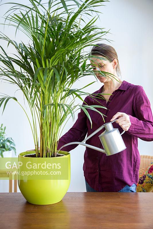Woman watering Areca Lutescens - Butterfly Palm