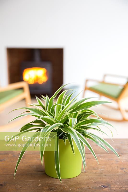 Chlorophytum comosum - Spider plant with view to fireplace