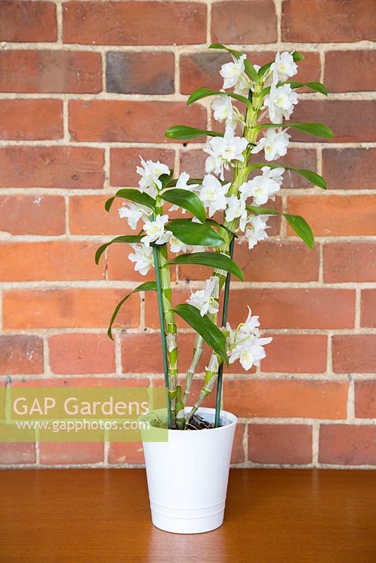 Orchid Dendrobium nobile against red brick wall