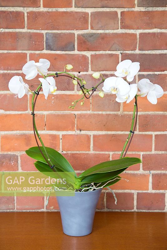 Phalaenopsis, Moth Orchid against red brick wall