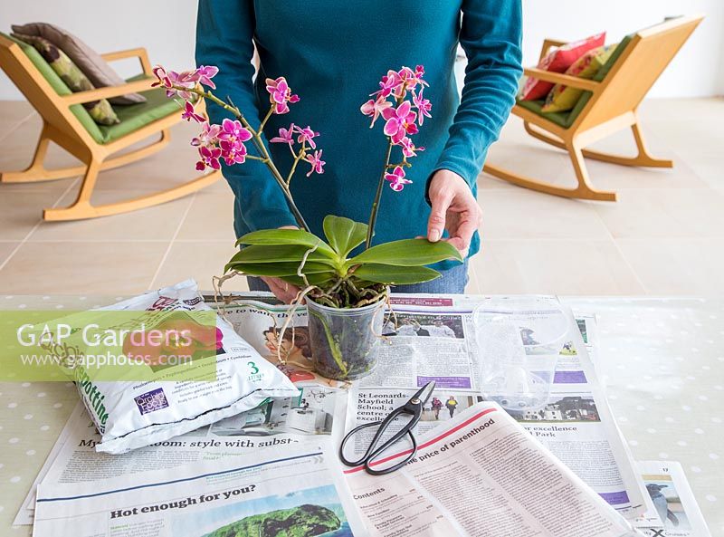 Materials needed to care for Phalaenopsis - Moth Orchid