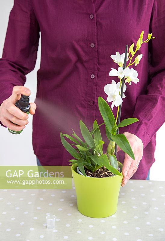 Misting Orchid Dendrobium with special solution.