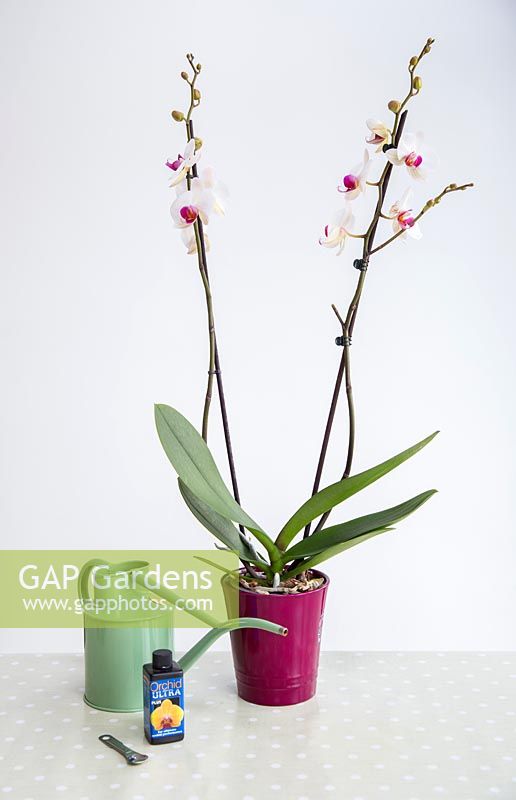 Orchid Care for Phalaenopsis - Moth Orchid. 