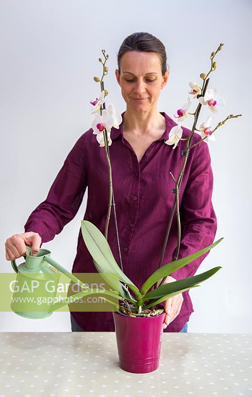 Watering Phalaenopsis - Moth Orchid with special Orchid formula.