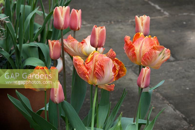 Tulipa 'Apricot Fox' coupled with Tulipa 'Prof. Roentgen' in pots