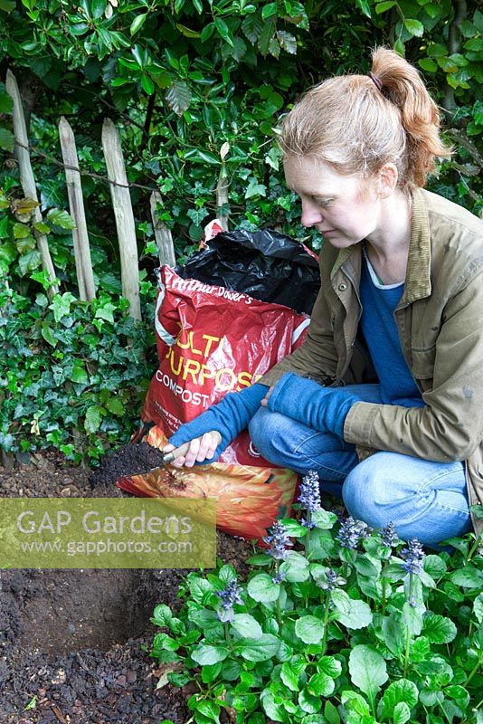 Planting a Clematis, putting compost into deep hole
