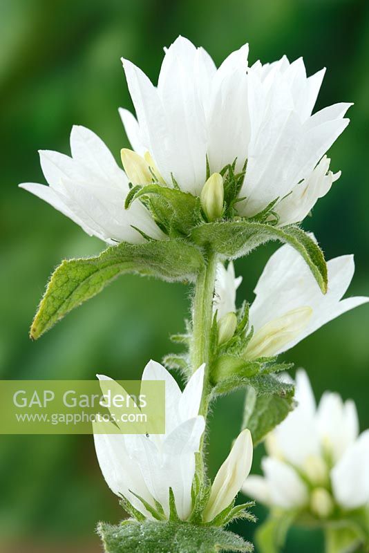 Campanula glomerata var. alba - Clustered bellflower in June