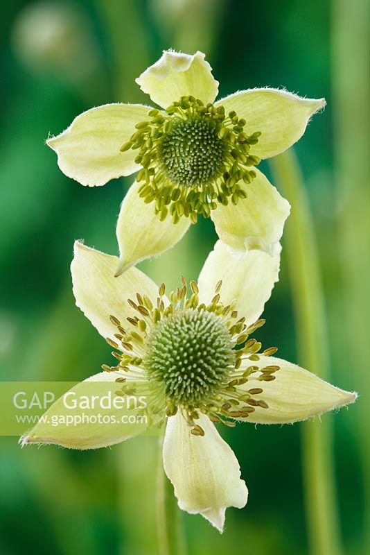 Anemone virginiana - Tall Thimbleweed, Three-leaved windflower in June