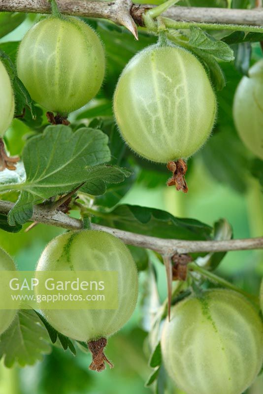 Ribes uva-crispa  'Careless'  AGM  Gooseberry  June