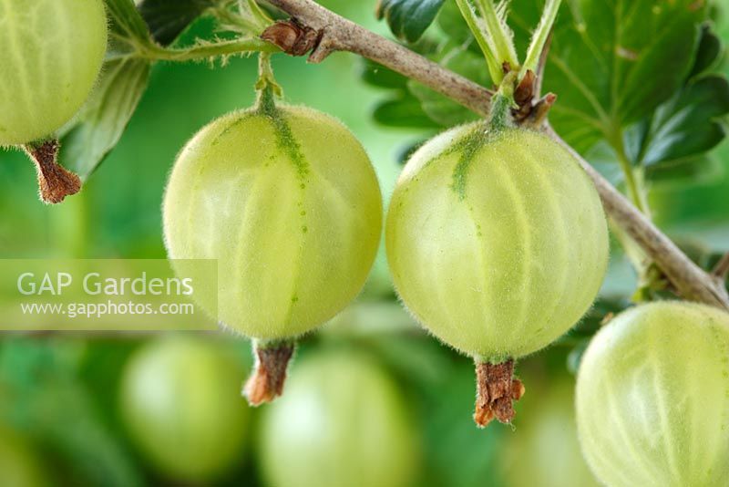 Ribes uva-crispa 'Careless' AGM - Gooseberry in June