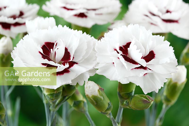Dianthus Coconut Sundae = 'Wp 05 Yves'. First Series