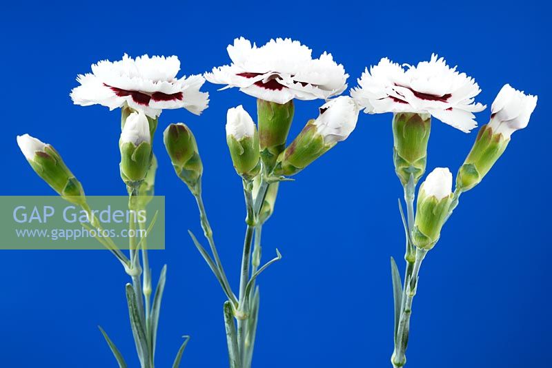Dianthus Coconut Sundae - 'Wp 05 Yves'  Pink Scent First Series - July