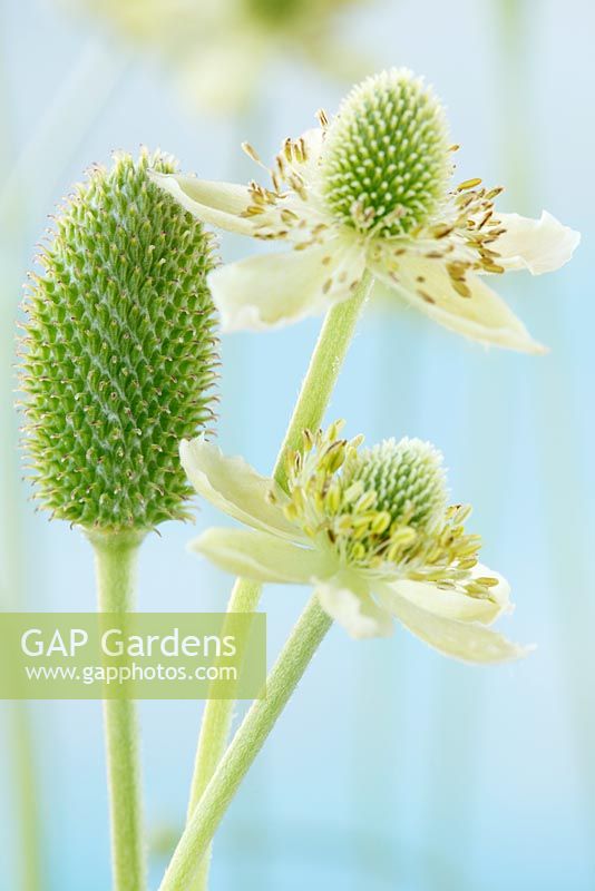 Anemone virginiana - Tall Thimbleweed, Three-leaved windflower. Flowers and seed head 