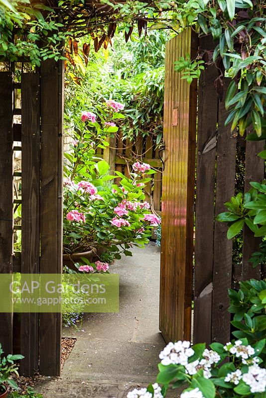Pink Hydrangea in pot in front of wooden garden gate