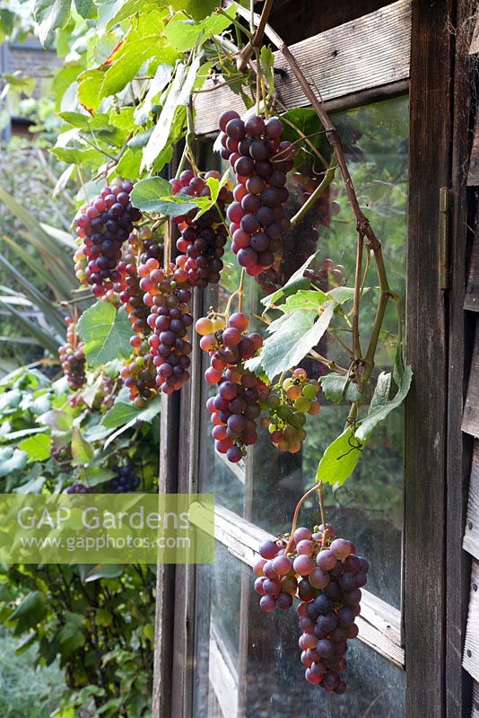 Vitis vinifera variety 'Boskoop Glory' ripening in September grapevine grown on garden shed 