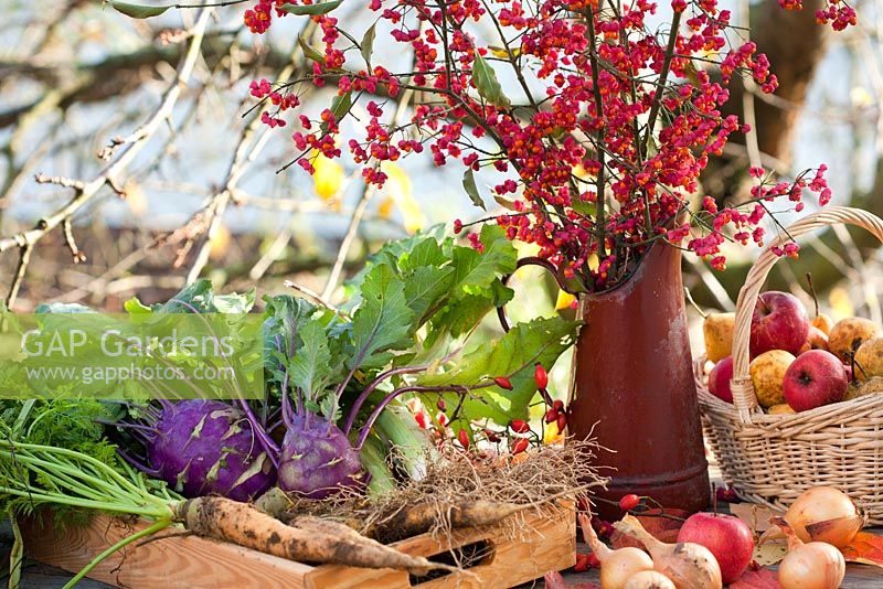 Autumn displays of harvested fruits and vegetables - purple kohl rabi, leeks, carrots, apples, onions.