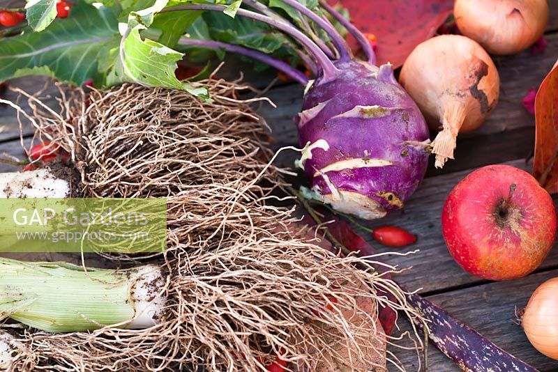 Autumn displays of harvested fruits and vegetables - purple kohl rabi, leeks, apples, onions.