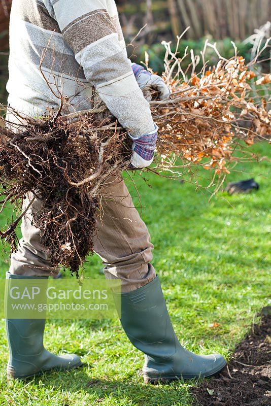 Man planting beech hedge. Bare rooted beech plants. 