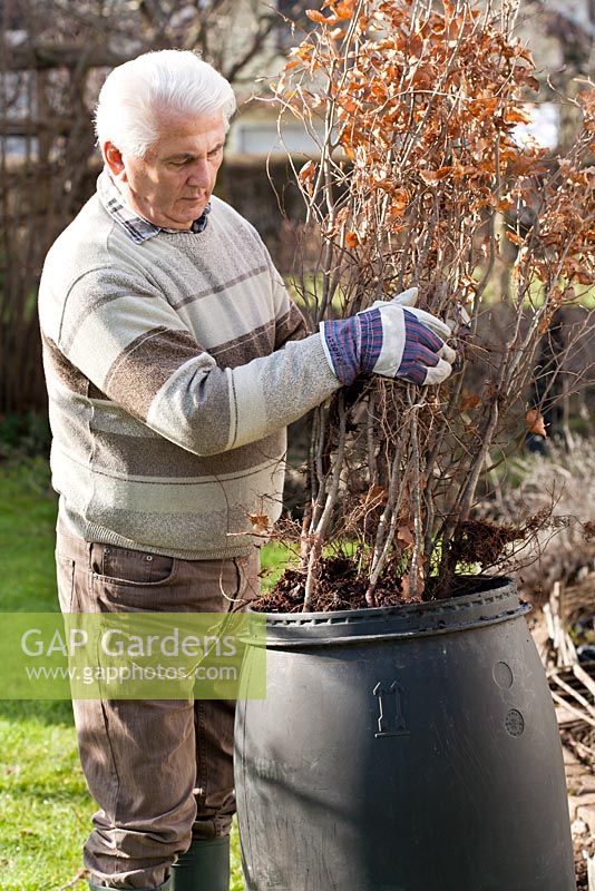 Man planting beech hedge. Refreshing bare rooted beech plants overnight in barrel of water 