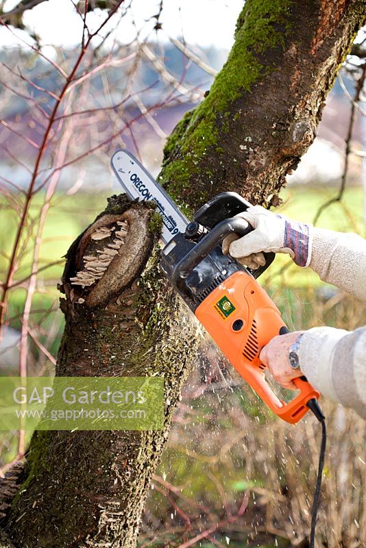 Treating fungus on a cherry tree. Removing the infected part with a saw. 