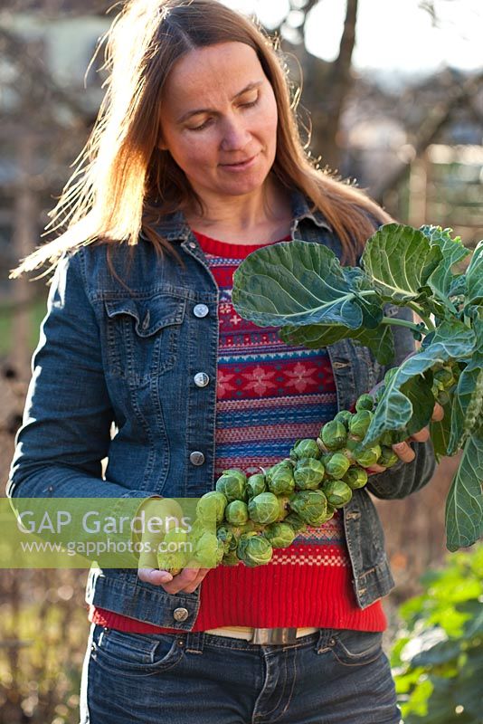 Woman harvesting brussel sprouts in winter - Brassica oleracea var. gemmifera 'Bosworth F1'