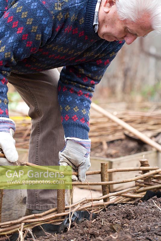Making a hazel fence of a raised vegetable bed. 