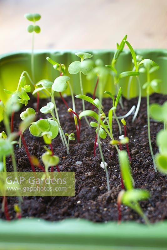 Baby Leaf Salad seedlings