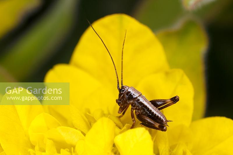Young grasshopper on gold spurge