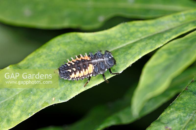 Coccinella larvae on daphne leaf