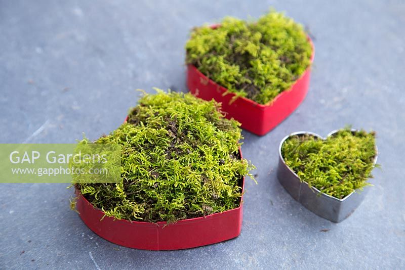 Heart shaped cookie cutters filled with moss