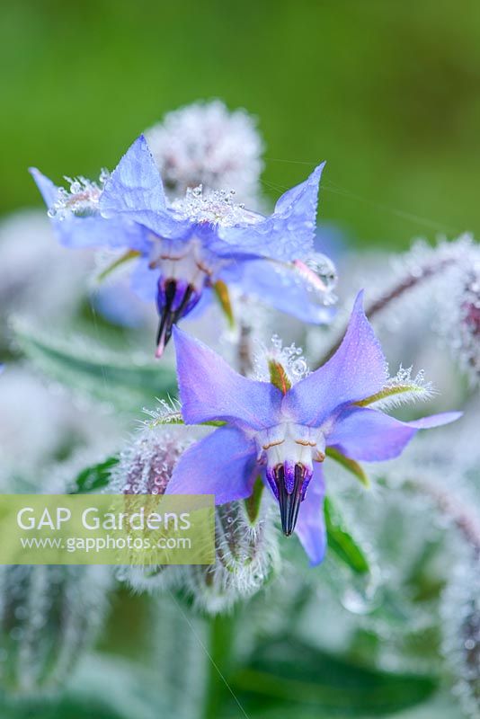 Borago officinalis. Close up of flowers with raindrops