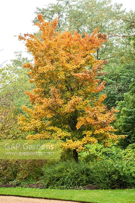 Sorbus folgneri in autumn