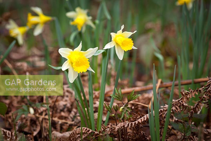 Wild daffodils growing in a woodland.  Narcissus pseudonarcissus